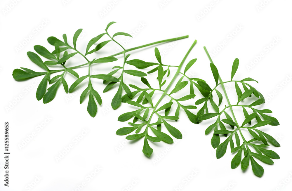 rue leaves isolated rue leaves isolated