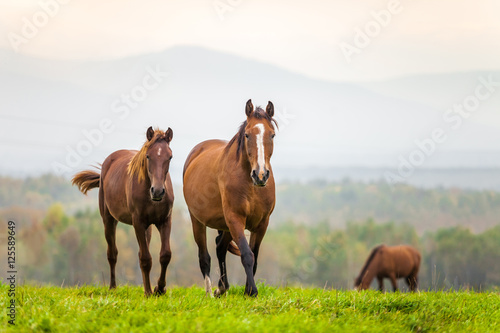 Mare and foal in a meadow