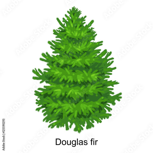 Christmas vector tree like douglas fir for New year celebration without holiday decoration, evergreen xmas plants