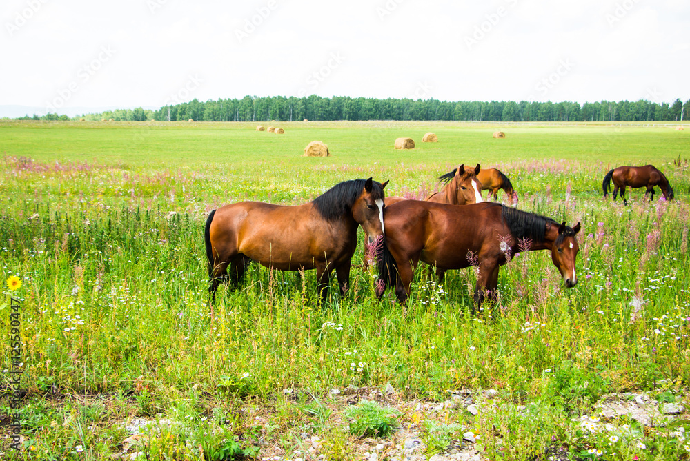 Horses on a green field in a summer day