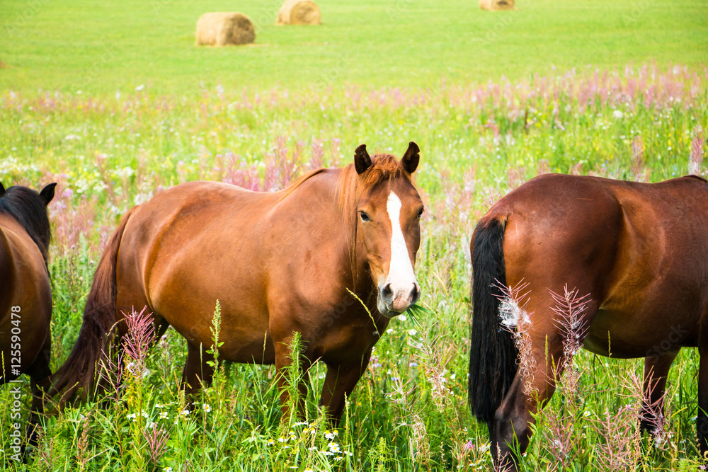 Horses on a green field in a summer day Horses on a green field in a summer day