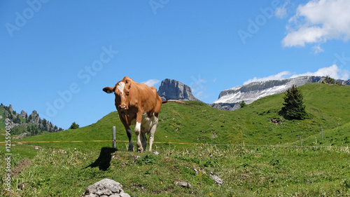 Kuh auf der Alm photo