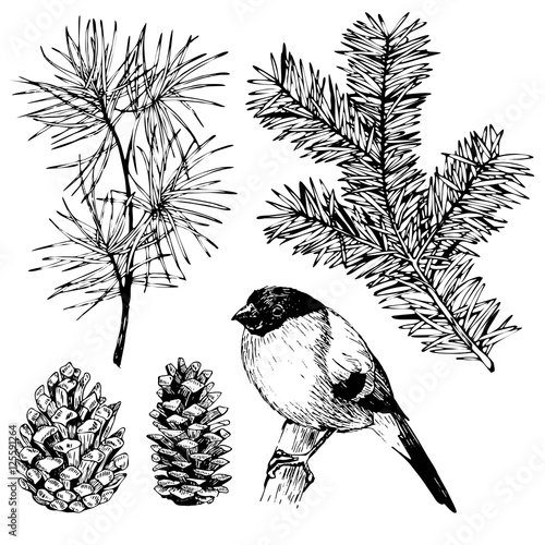 VEctor hand drawn fir, pine branch, pinecone, bullfinch. Vintage engraved botanical illustration. Christmas decoration.
