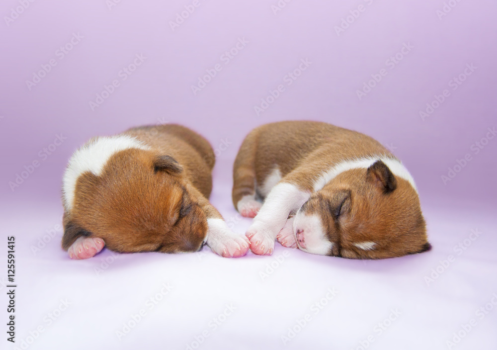 puppy sleeping on the violet bed puppy sleeping on the violet bed