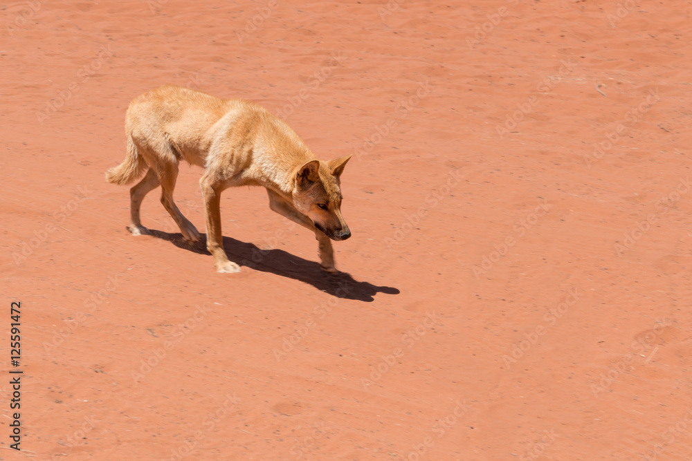 Wild dingo creeping / stalking in Red Centre Australia