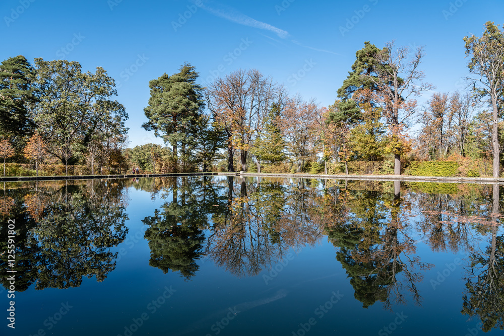 Tree reflections on pond a blue sky day