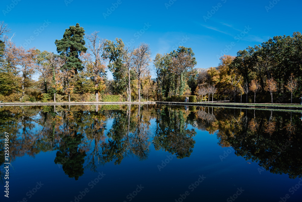 Fototapeta premium Tree reflections on pond a blue sky day