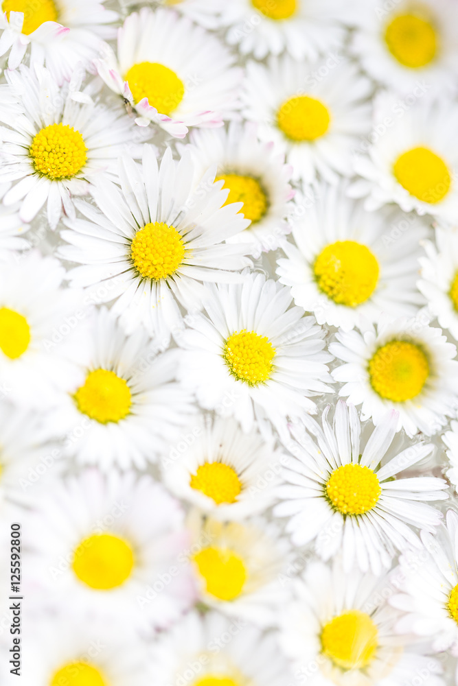 Fototapeta premium Daisies background