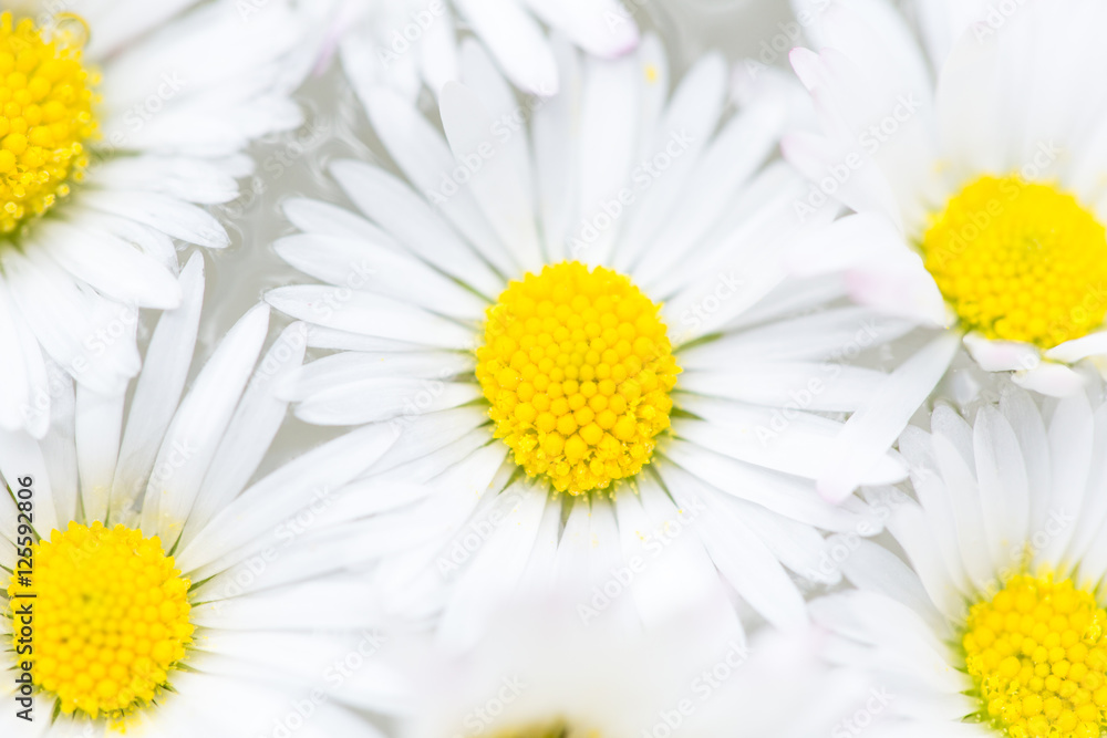 Obraz premium Daisies background