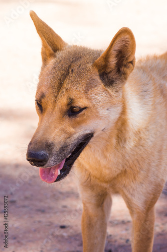 Dingo in the wild in outback Australia  close up