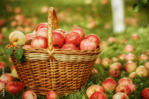 Basket with apples in the garden