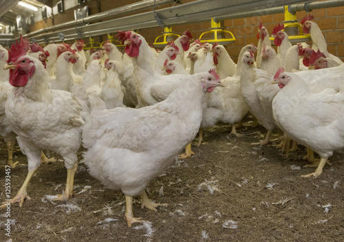 Chicken breeding. Poultry. Hens and Roosters