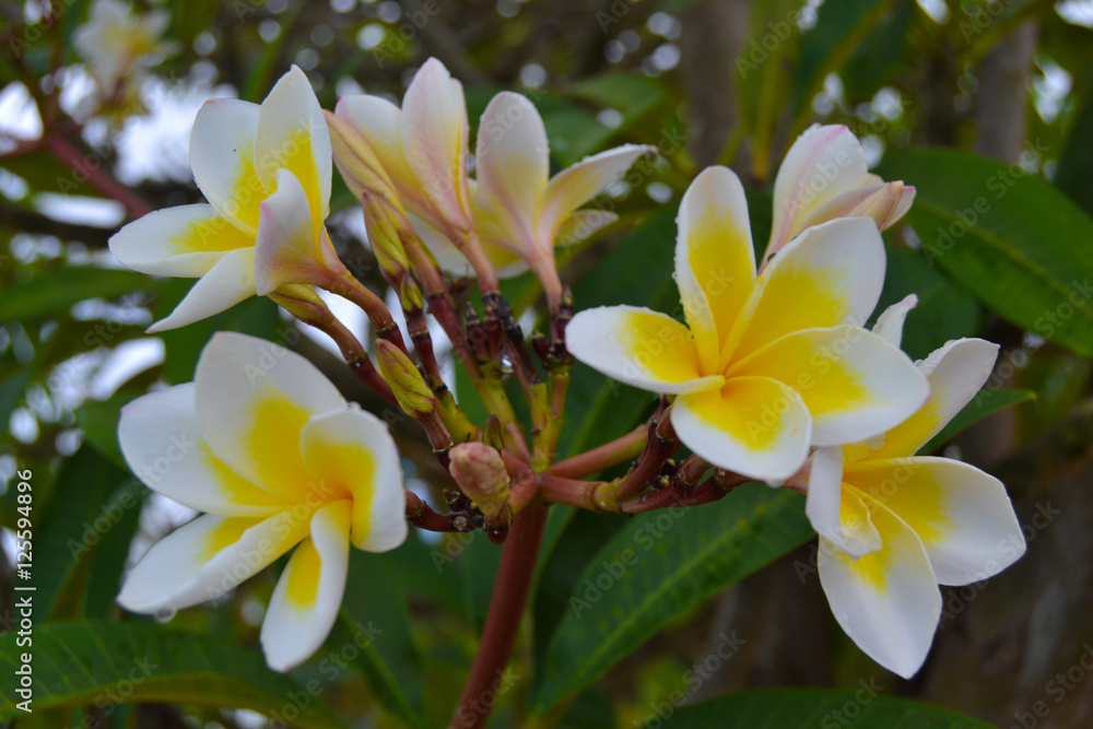 Fototapeta premium Blossom