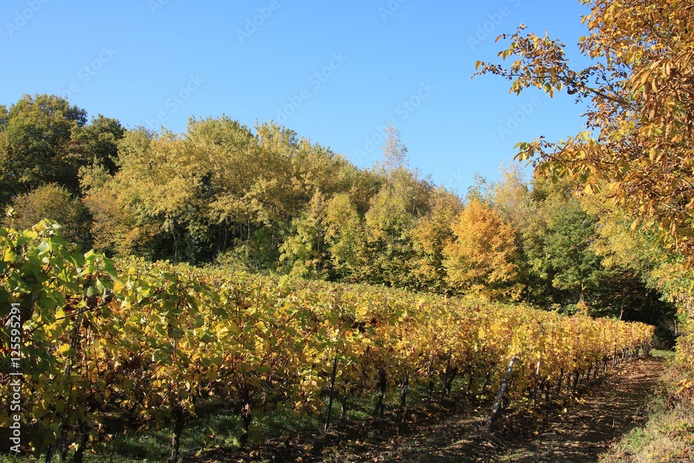 Weinberge im Herbst