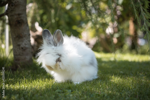 Kaninchen putzt sich