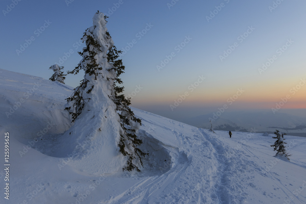 lone pine tree in the snow in the mountains