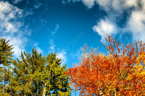 Colorful tree tops and blue cloudy sky. Autumn. Copyspace
