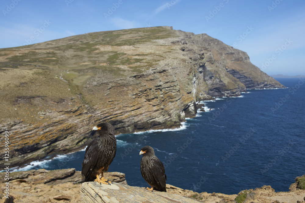 Naklejka premium Pair of Striated Caracara (Phalcoboenus australis) standing a rocky cliff on West Point Island in the Falkland Islands.