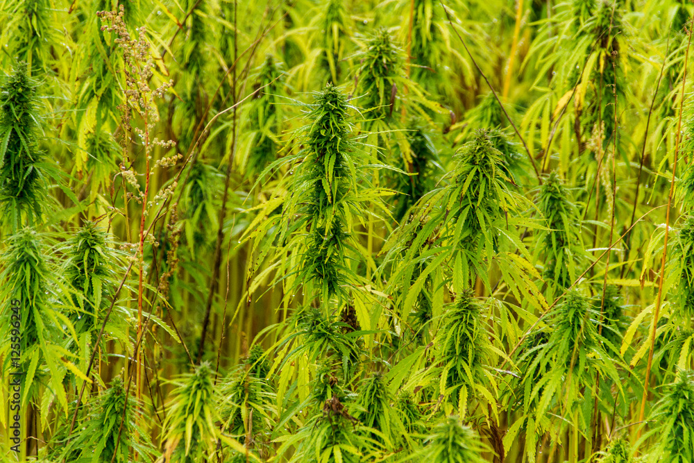 Nutzhanf, Hanf, Landwirtschaft in Estland Nutzhanf, Hanf, Landwirtschaft in Estland