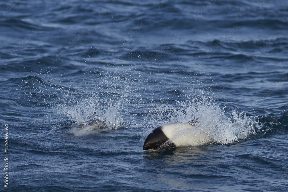 Fototapeta premium Pair of Commerson's Dolphin (Cephalorhynchus commersonii) swimming through the sea off Carcass Island in the Falkland Islands
