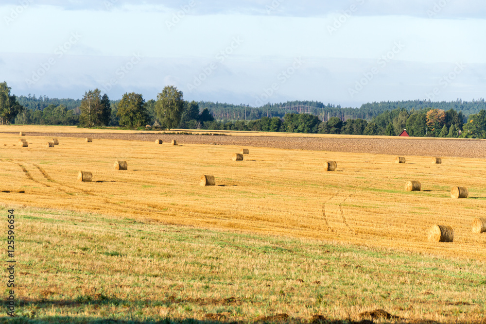 Abgeerntetes Feld in Estland