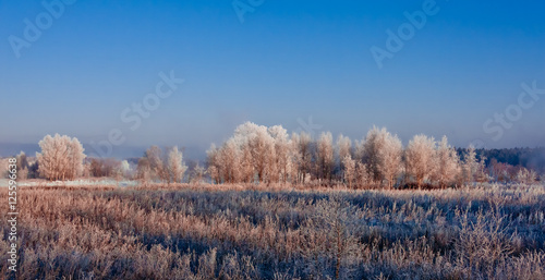 frozen trees on a sunny winter day
