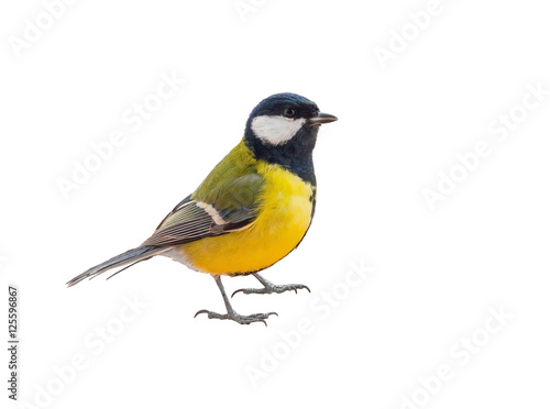 Fotografie, Obraz Tit bird isolated on white background