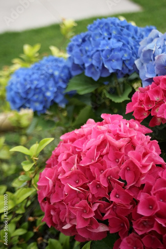 Fototapeta Naklejka Na Ścianę i Meble -  Pink and Blue Hydrangea in spring garden.