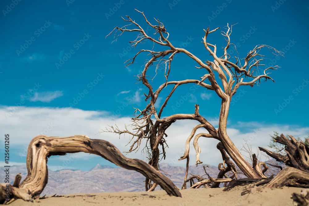 Fototapeta premium Dead wood in the Death Valley, USA