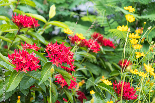 Red flower spikes.