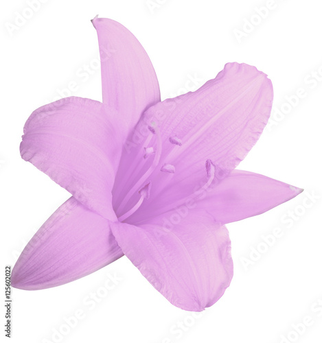 lilac lily bloom isolated on white