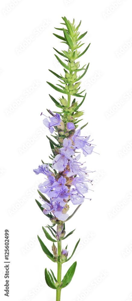 Obraz premium thyme blossoming lilac branch isolated on white