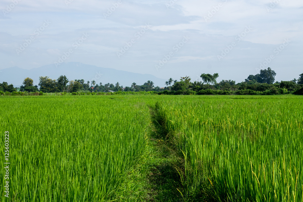 Obraz premium Thai agriculture