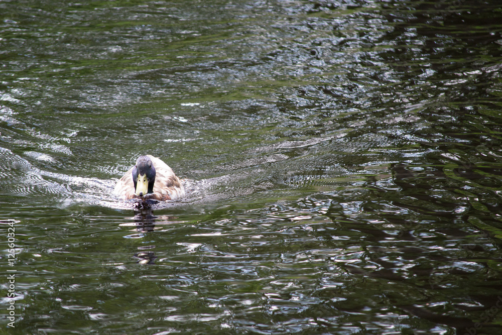 Fototapeta premium Duck in water