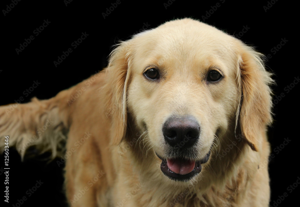 Smiling golden retriever isolated close up Smiling golden retriever isolated close up
