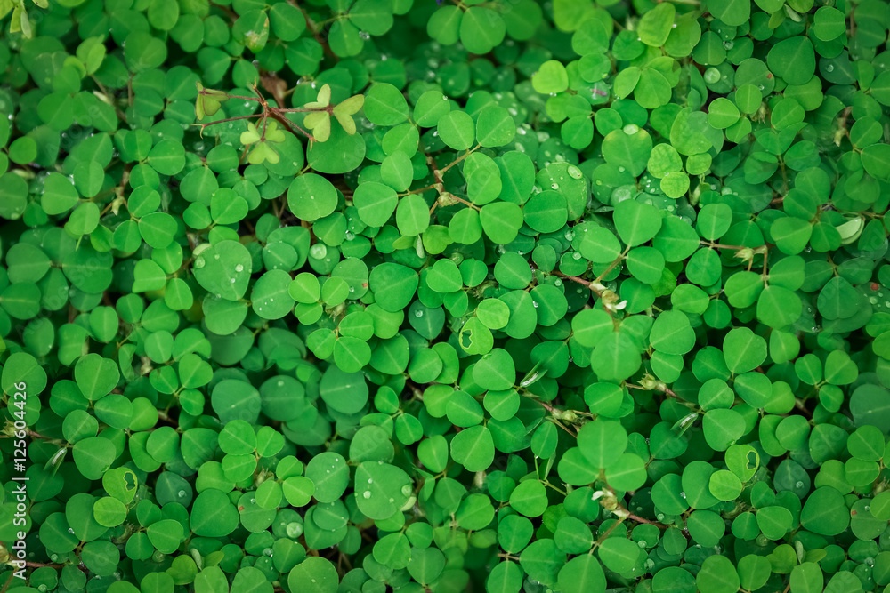 tiny green leaves background. tiny green leaves background.