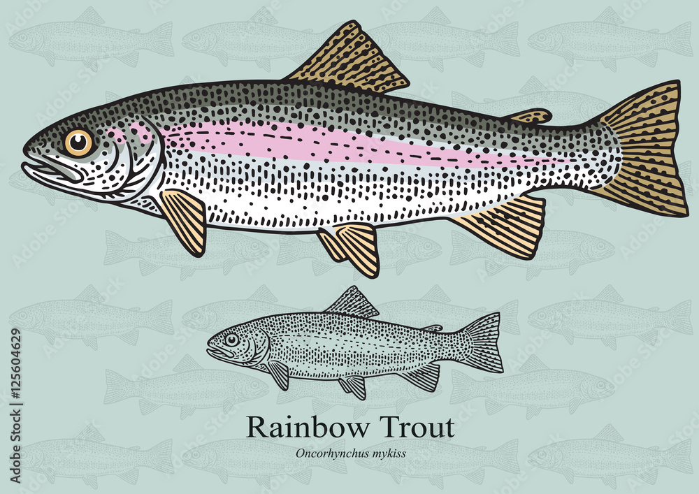 Fototapeta premium Rainbow Trout. Vector illustration for artwork in small sizes. Suitable for graphic and packaging design, educational examples, web, etc.