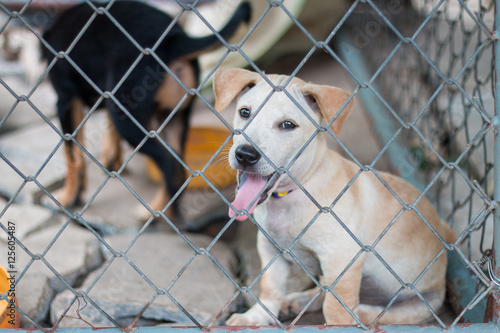 Puppy locked in the cage waiting for adoption.