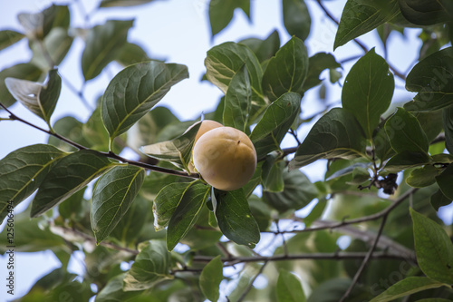 persimmon apple on tree in autumn