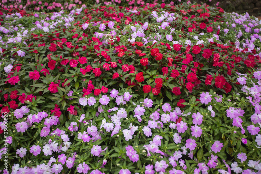 flower garden flower garden