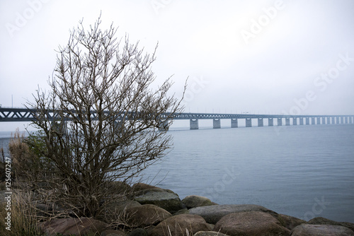 A bush and bridge