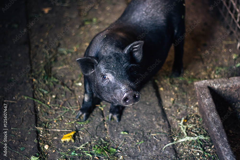 Very lazy, cute and beautiful thai style vietnamese pot belly piglet, animal living on the farm. Black-footed Iberian pig looking in camera with curiosity. Very lazy, cute and beautiful thai style vietnamese pot belly piglet, animal living on the farm. Black-footed Iberian pig looking in camera with curiosity.
