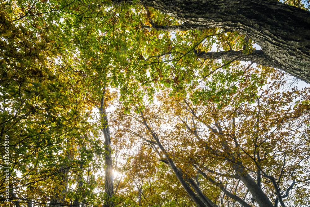 Obraz premium Uprisen view of Autumn Leaves tree branch