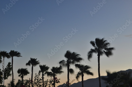 Windy palms © Eagle Keeper