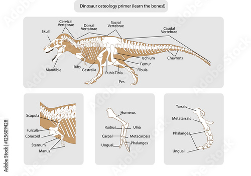 Dinosaur skeleton