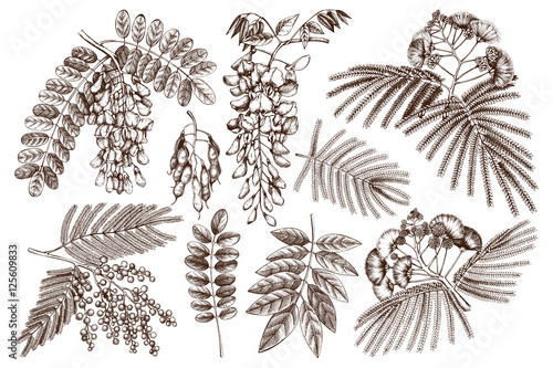 Vector collection of hand drawn Fabaceae plants in flowers. Vintage illustration on Wisteria, Silver wattle, Albizia, Black Locust with flowers, beans and leaves on white background.
