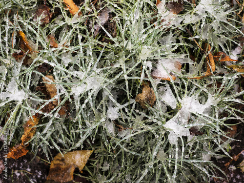 green beautiful grass and white snow © Игорь Головнёв