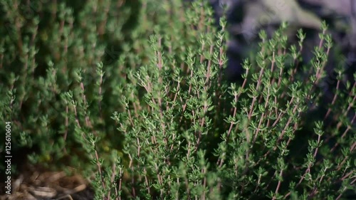 Medicinal herb  - Thymus vulgaris, thyme
