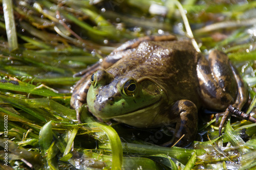 Bull Frog in Northern Ontario