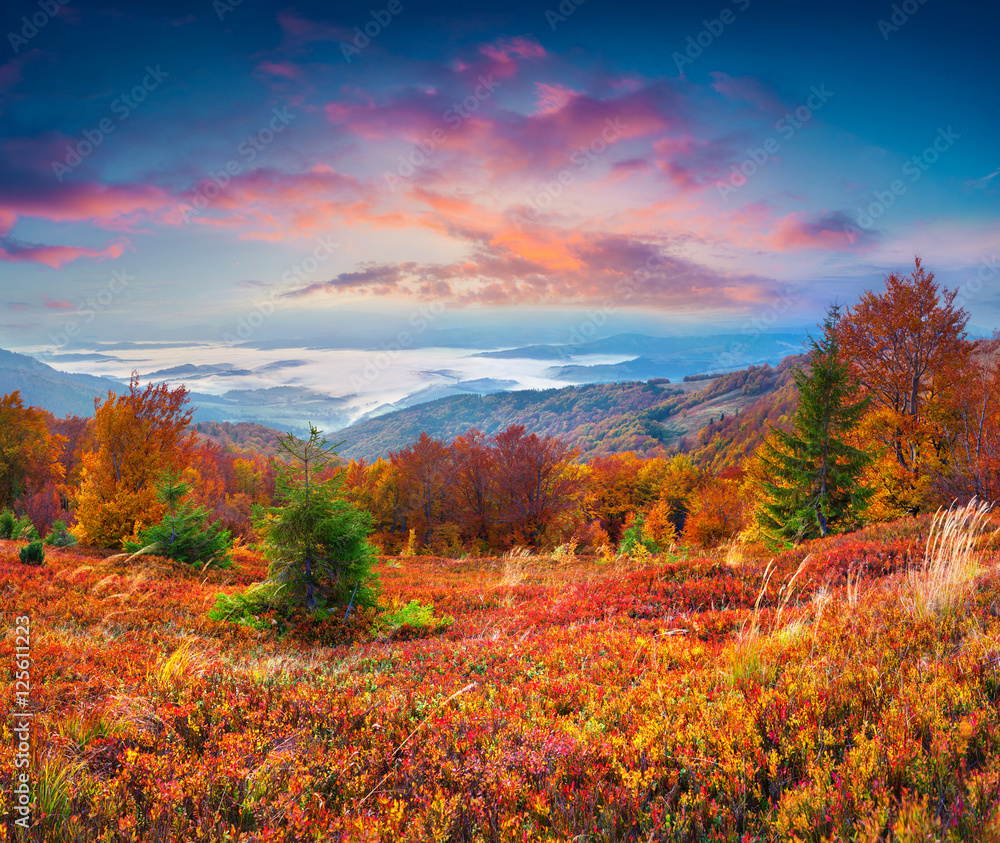 Fototapeta premium Splendid autumn sunrise in the Carpathian mountains, Borzhava ri